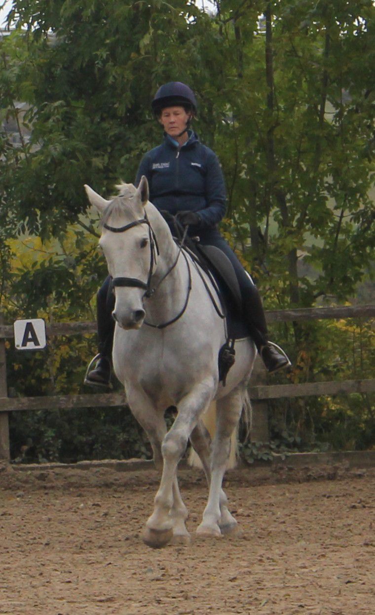 Training for horse and Rider