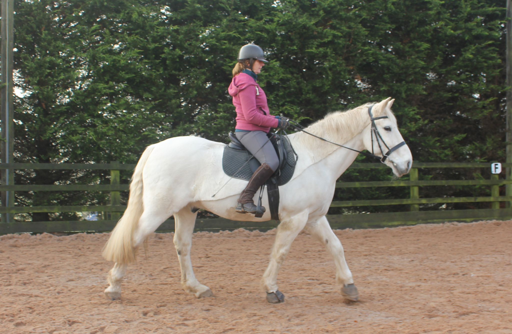 How Bit and Bridle Fit Work Together to Influence Comfort