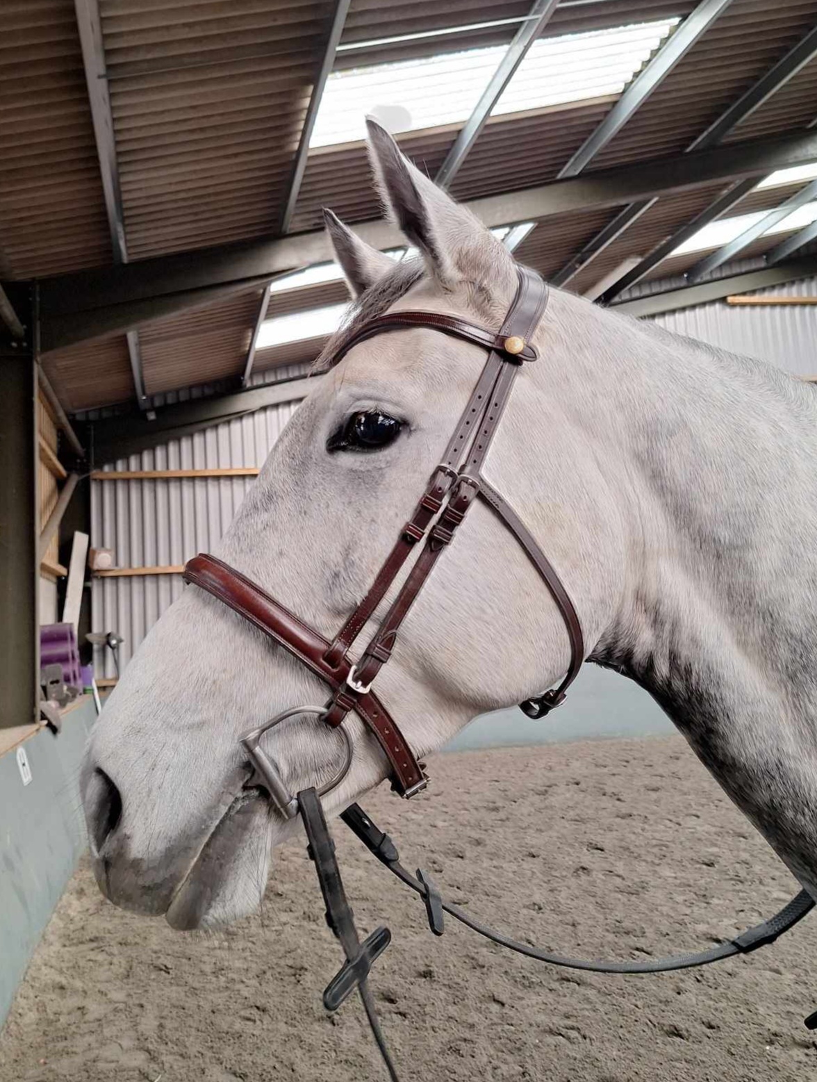 Expert Bit & Bridle Fitting