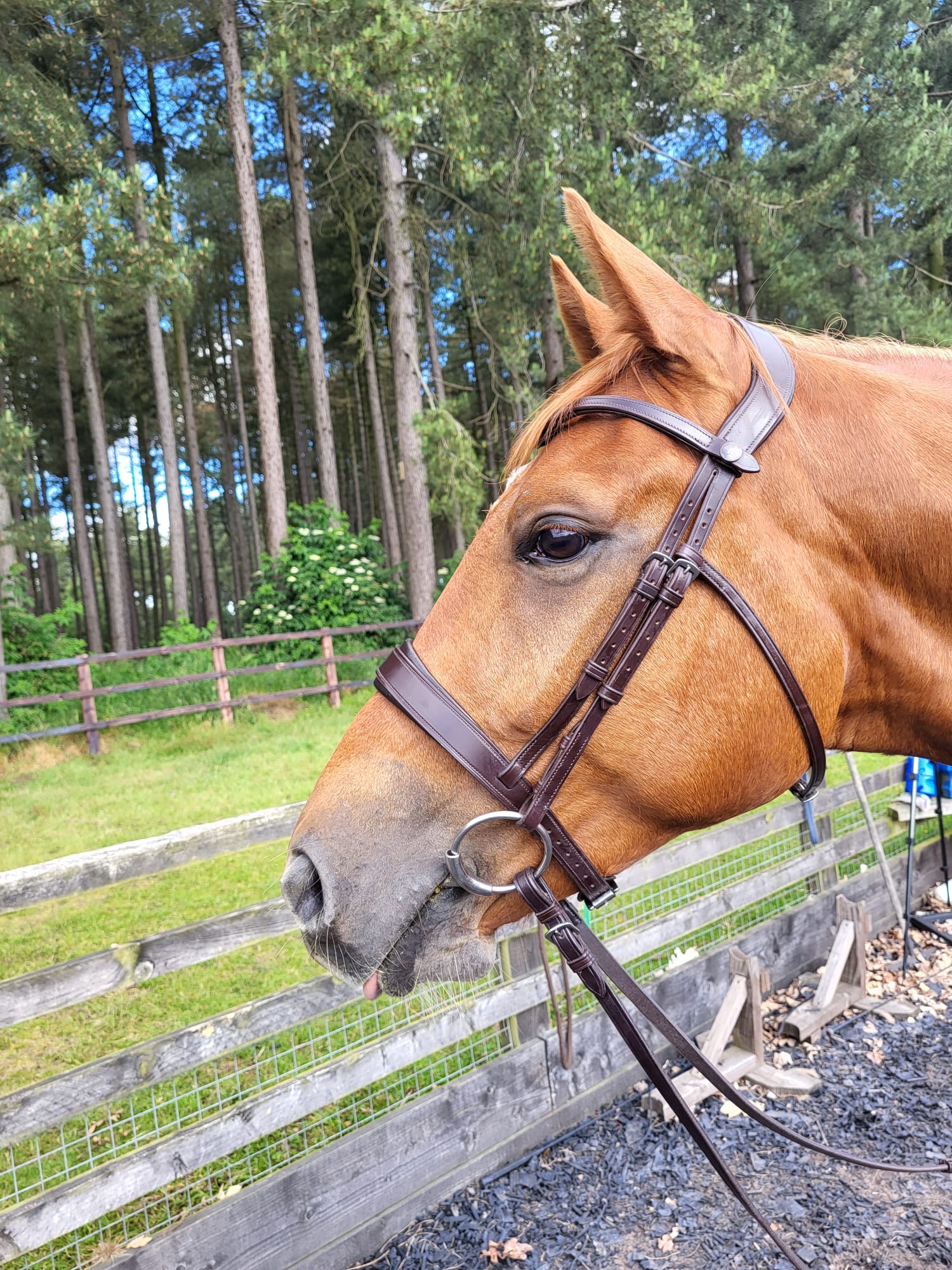 Welfare-First Approach