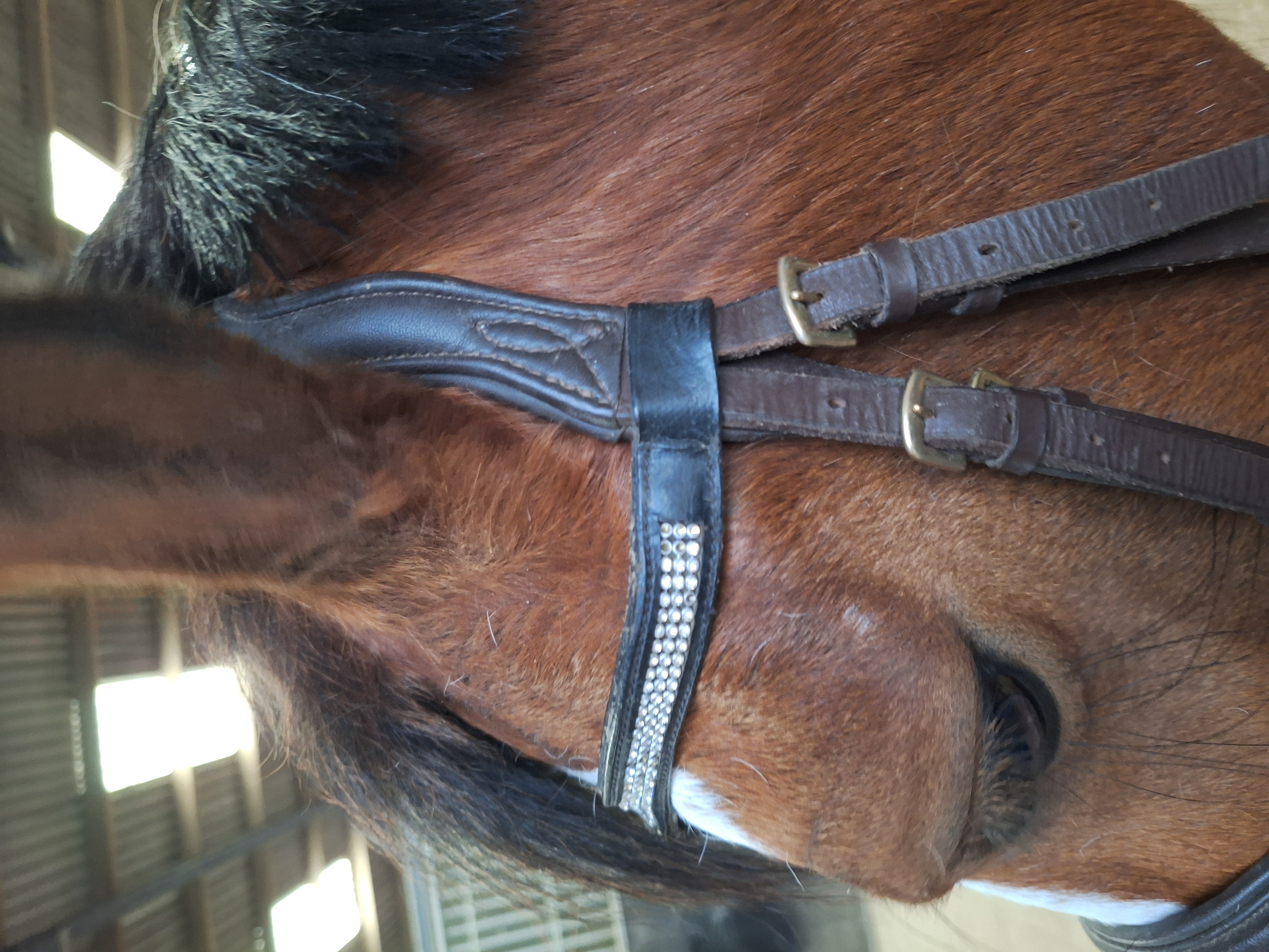 Is Your Browband Too Tight? Why It Matters More Than You Think