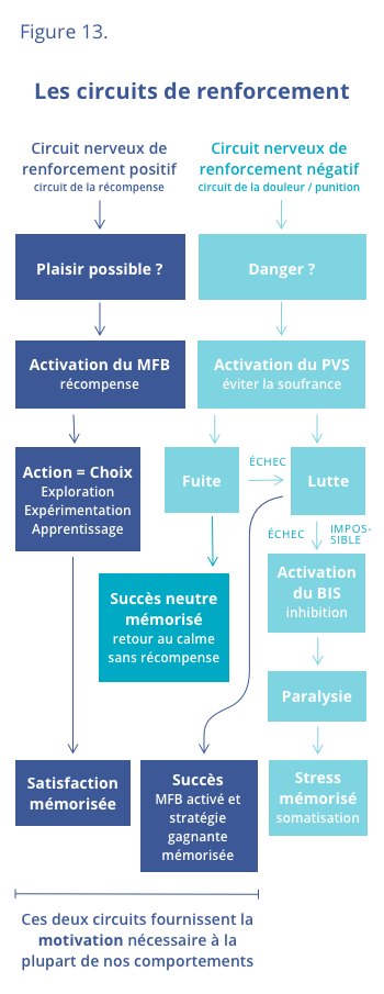 Les circuits de renforcement ou la motivation par la récompense biologique