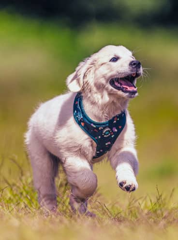 Arlo, baby golden retriever  — JoeBenTaylor