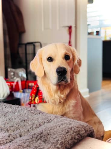 Arlo, Golden Retriever, Begging  — JoeBenTaylor