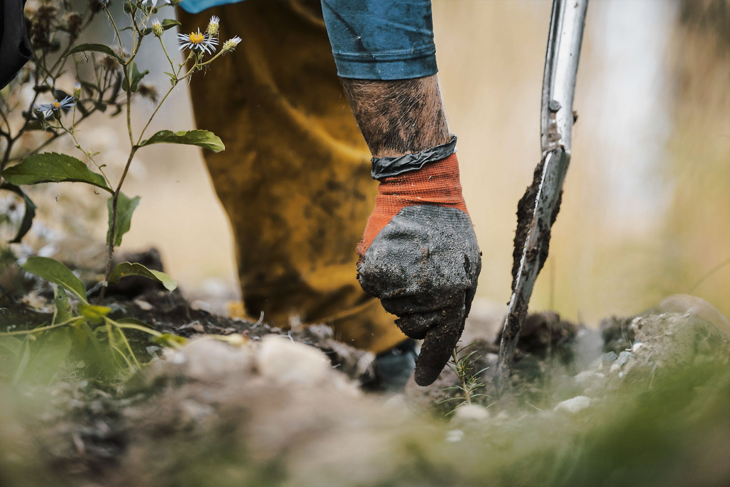 Rovers and One Tree Planted reforestation pledge