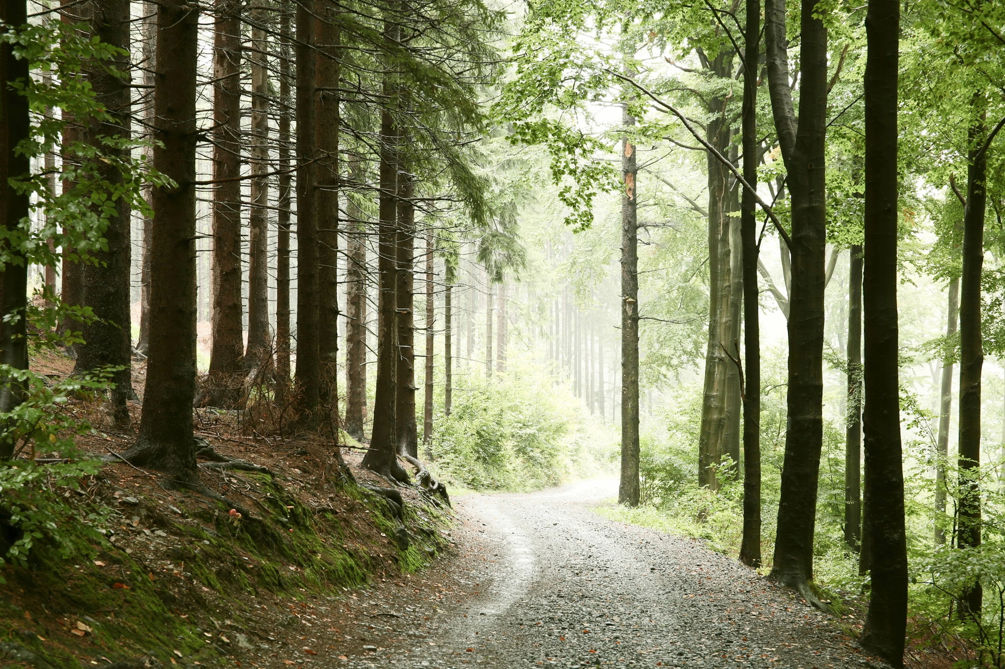 Trail Nocturne d'halloween Marchaux
