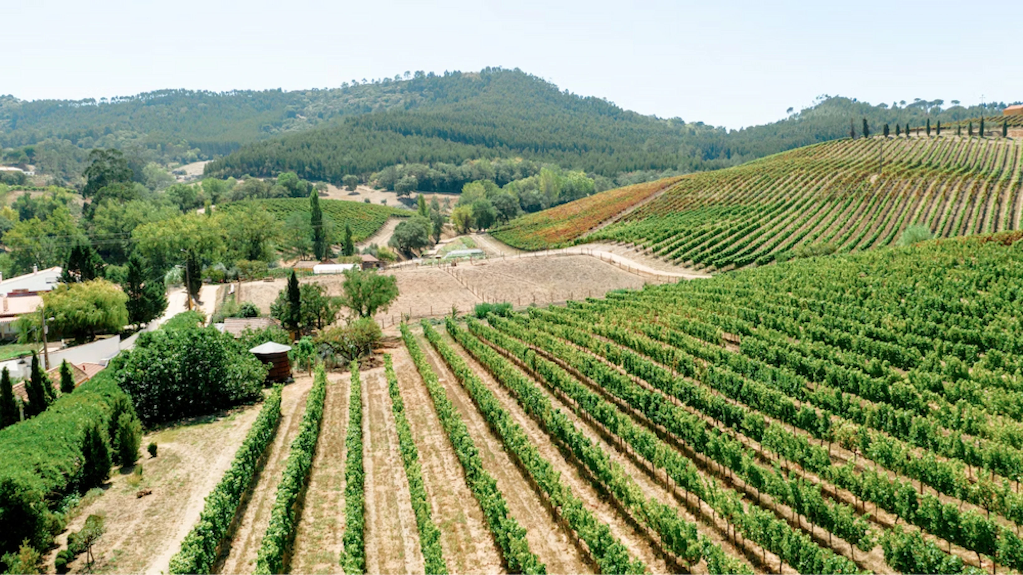 marathon beaujolais