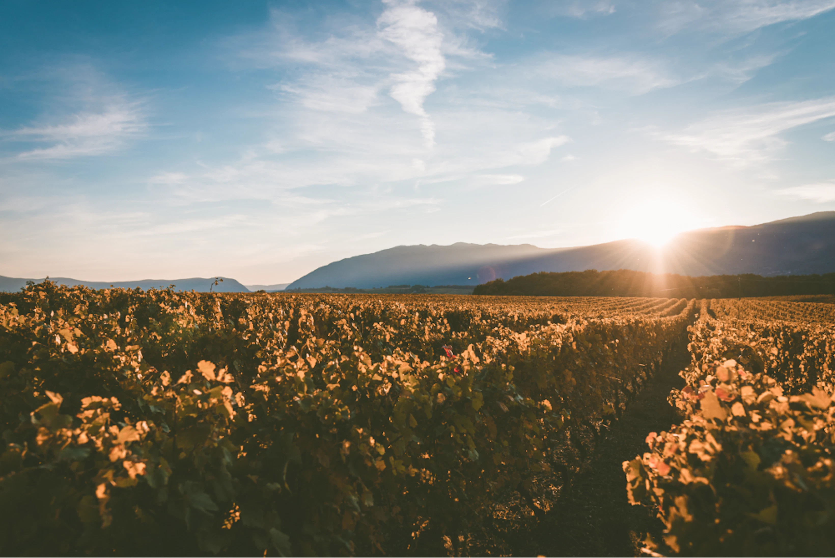 sun setting mountains covering vineyard with light 1