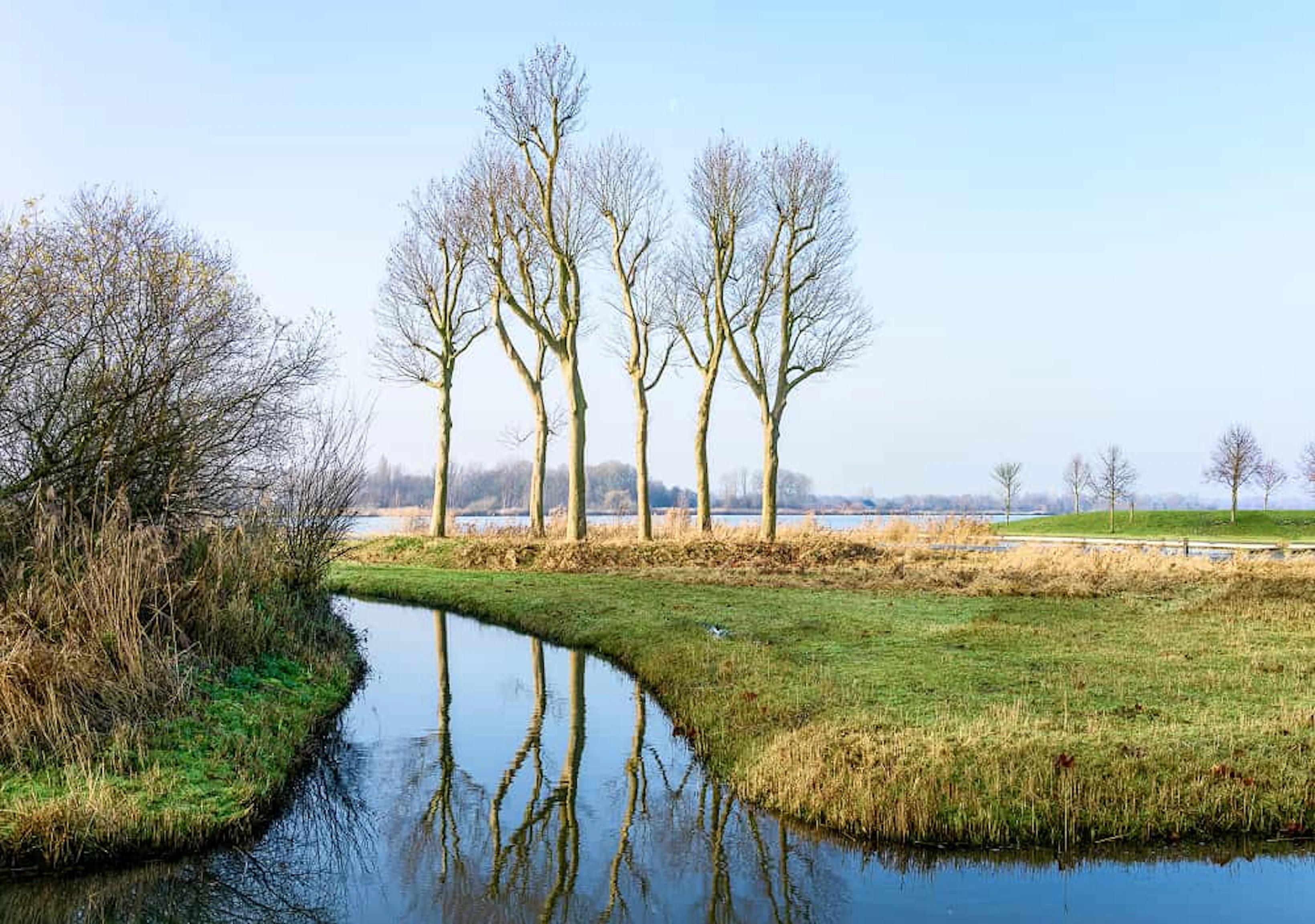 reflection 6 trees near polder near utrecht nl landscape mode 1