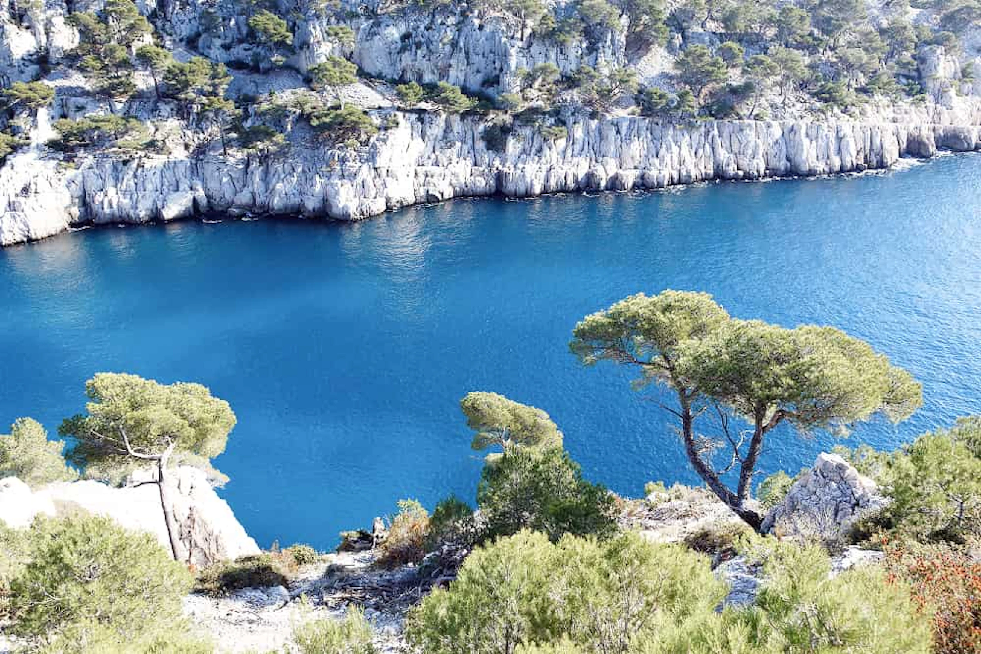calanque pine 1