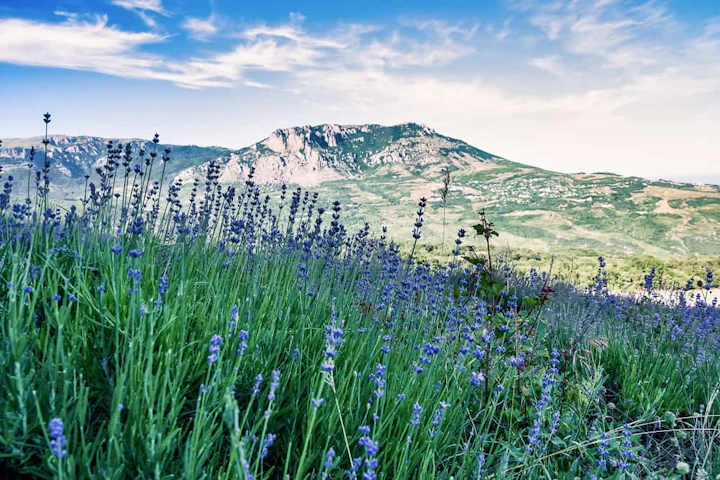 wide angle shot field grass mountain blue sky 1