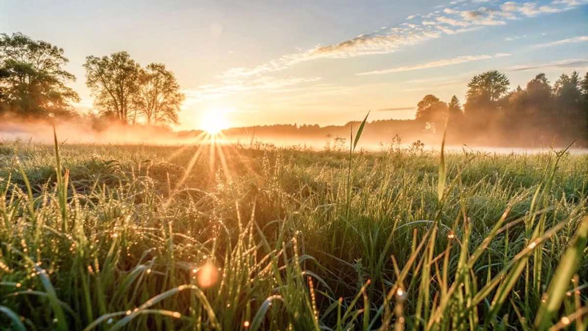 golden sunrise dewy field 1