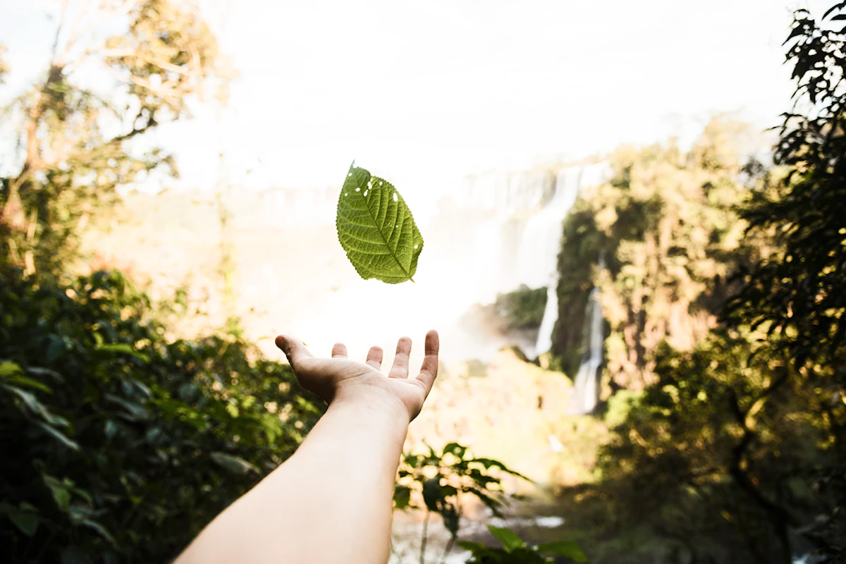 falling leaf with blurred background 1