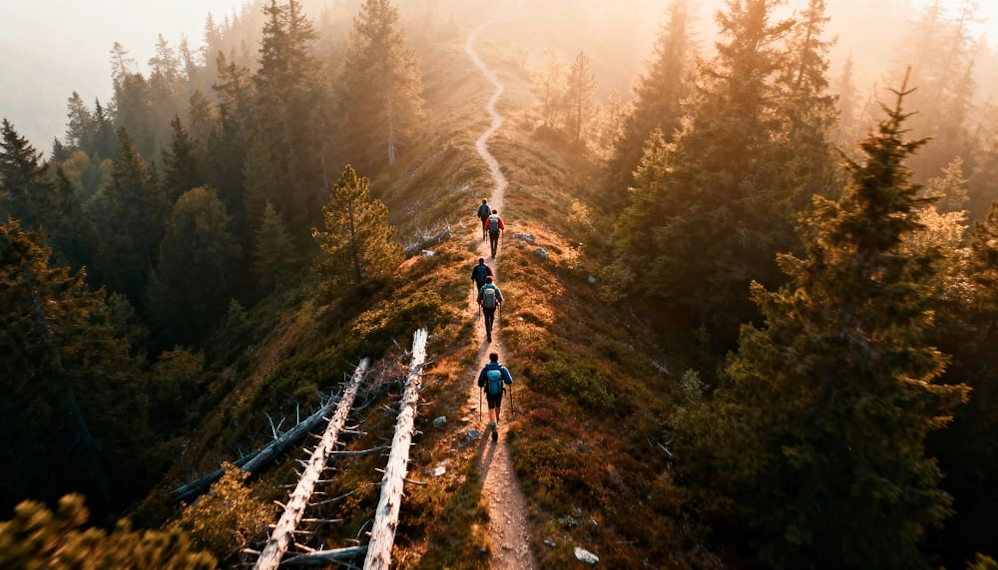 quatre randonneurs marchent sur un chemin tracé au milieu des sapins