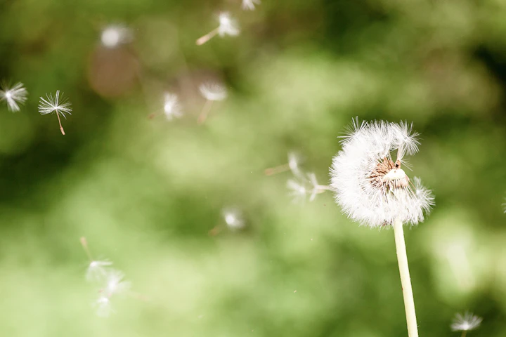 Fleur de pissenlit boule blanche plumeuse composée de graines appelées akènes