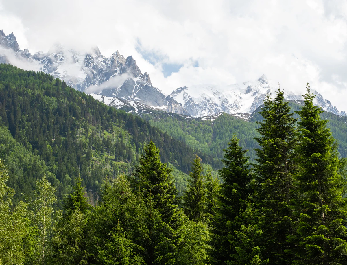 foret dans les montagnes