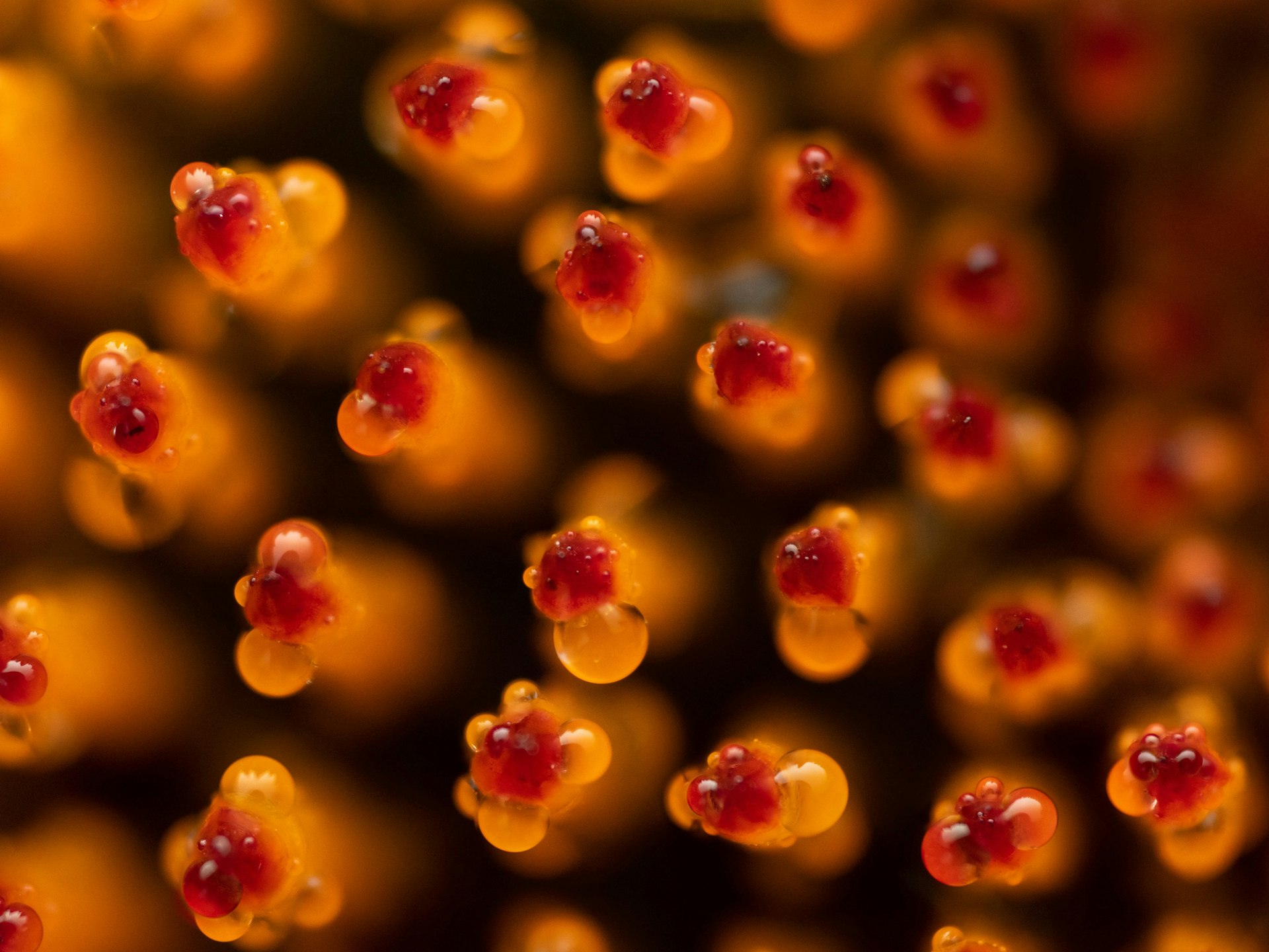 Echinacea purpurea im Makro – Frische Heilpflanze im Detail Makroaufnahme der Frischpflanze Echinacea purpurea (Roter Sonnenhut). Sichtbar sind die Blütenstrukturen mit leuchtend orangefarbenen und roten Details sowie feinen Tautropfen. Die Aufnahme zeigt die Pflanze in extremer Vergrösserung und hebt ihre natürliche Schönheit hervor.