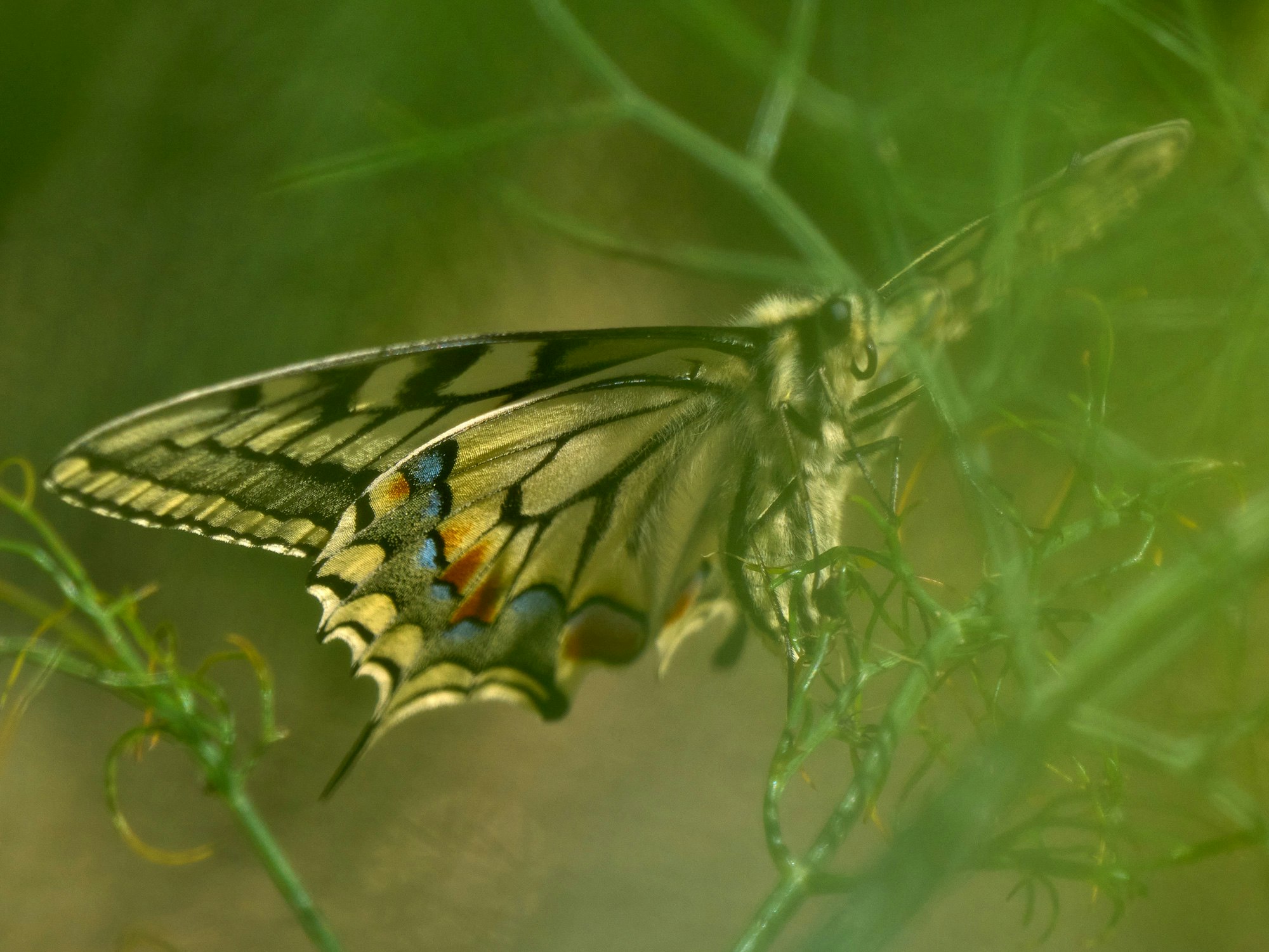 Biodiversität fördern – Lebensraum für Pflanzen und Insekten.