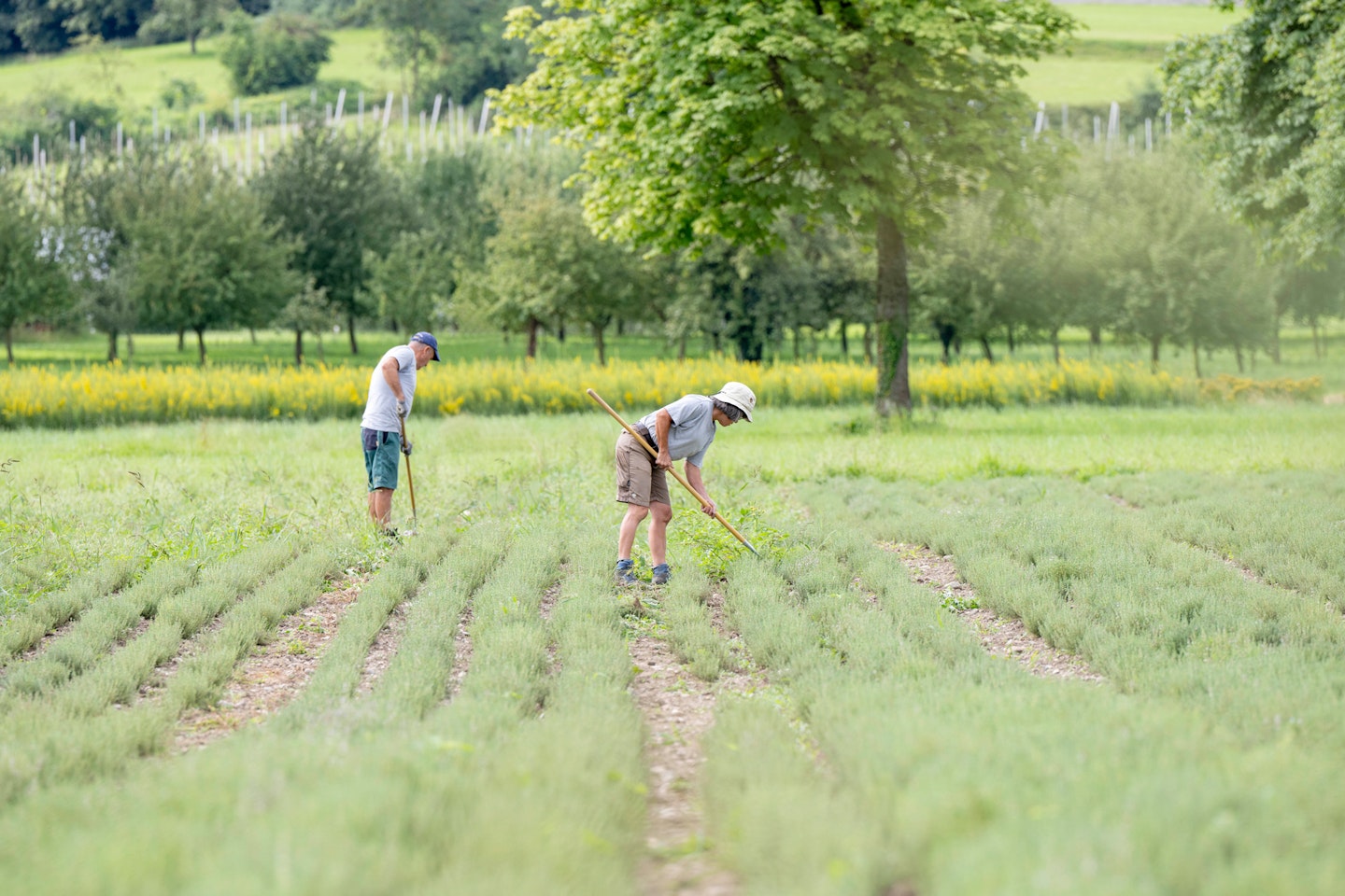 Zwei Personen arbeiten zwischen Reihen von Heilpflanzen auf einem Feld in naturnaher Umgebung