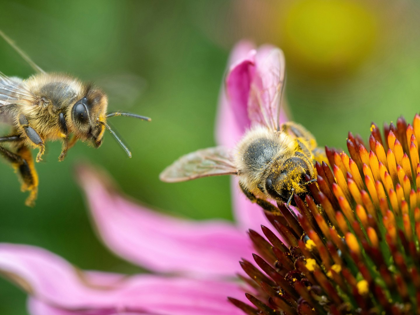 Zwei Bienen sammeln Pollen auf einer Echinacea purpurea und tragen zur Bestäubung bei