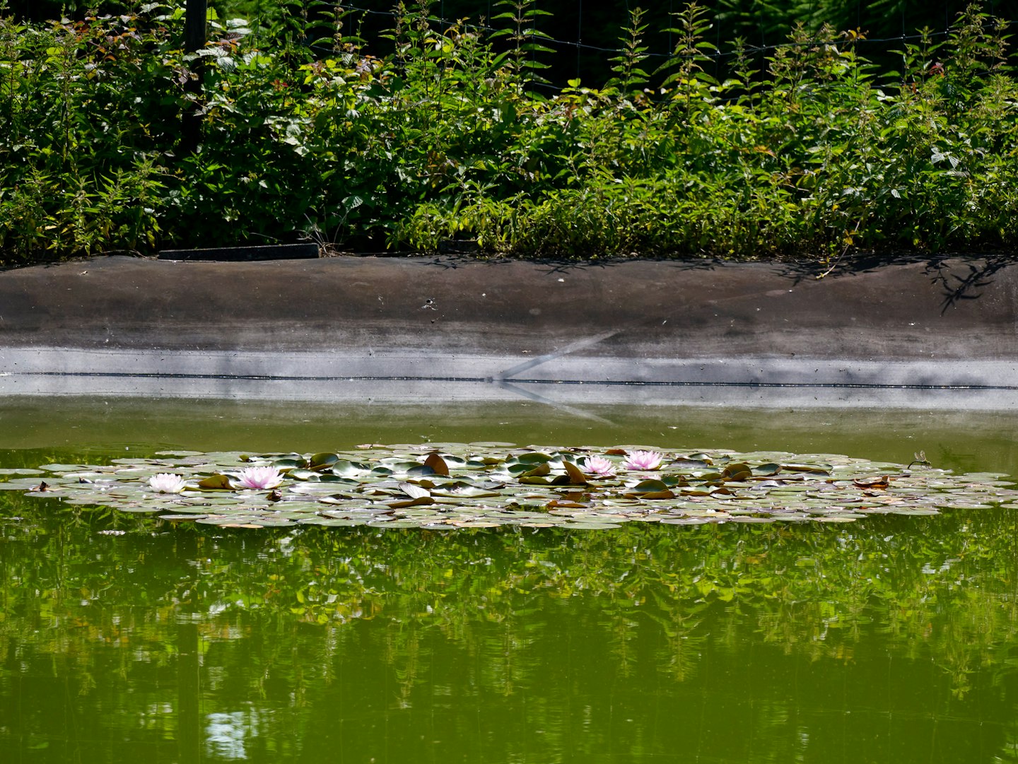 Wasserbecken mit Seerosen zur Sammlung und Nutzung von Regenwasser in naturnaher Umgebung