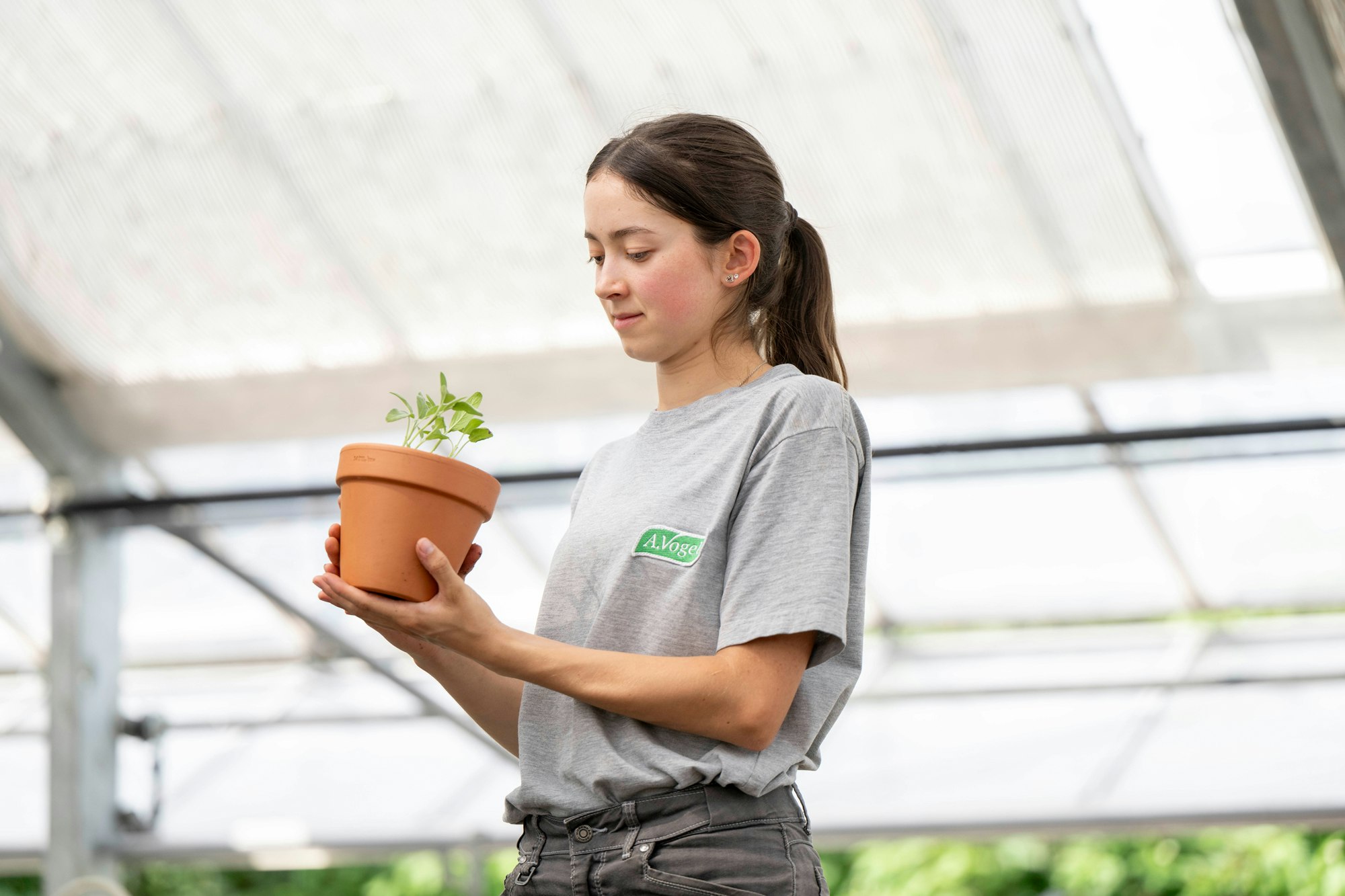 Starte deine Zukunft bei A.Vogel Lernende von A.Vogel hält in einem Gewächshaus eine junge Pflanze in den Händen. Das Bild steht für Ausbildung, Verantwortung und die Arbeit mit Heil- und Nutzpflanzen.