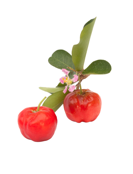 Zwei einzelne Acerola-Kirschen