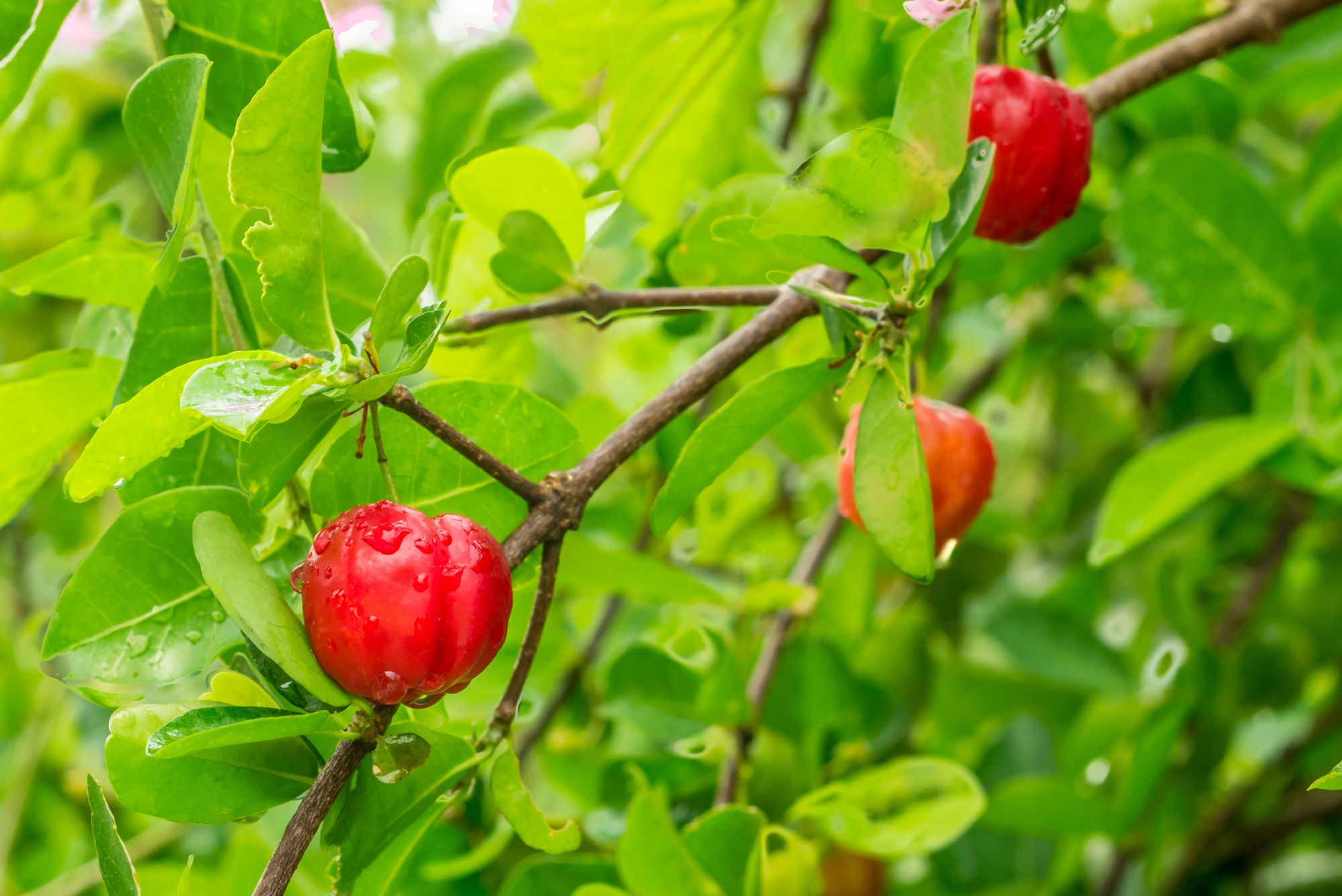 Acerola-Früchte am Zweig