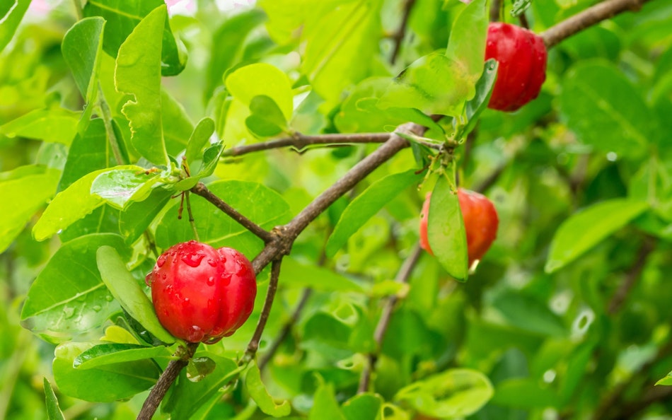 Acerola Acerola-Früchte am Zweig