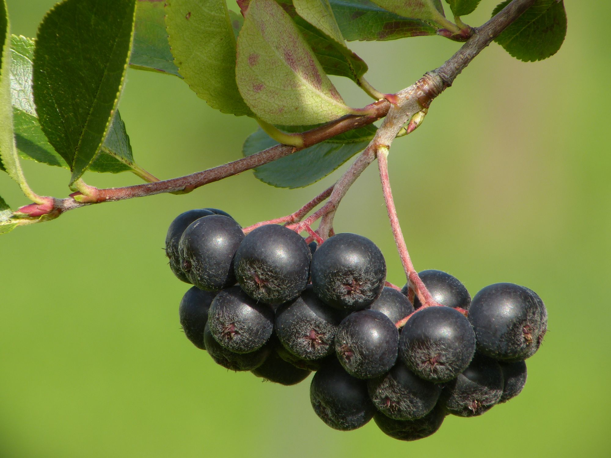 Aronia-Beeren am Zweig