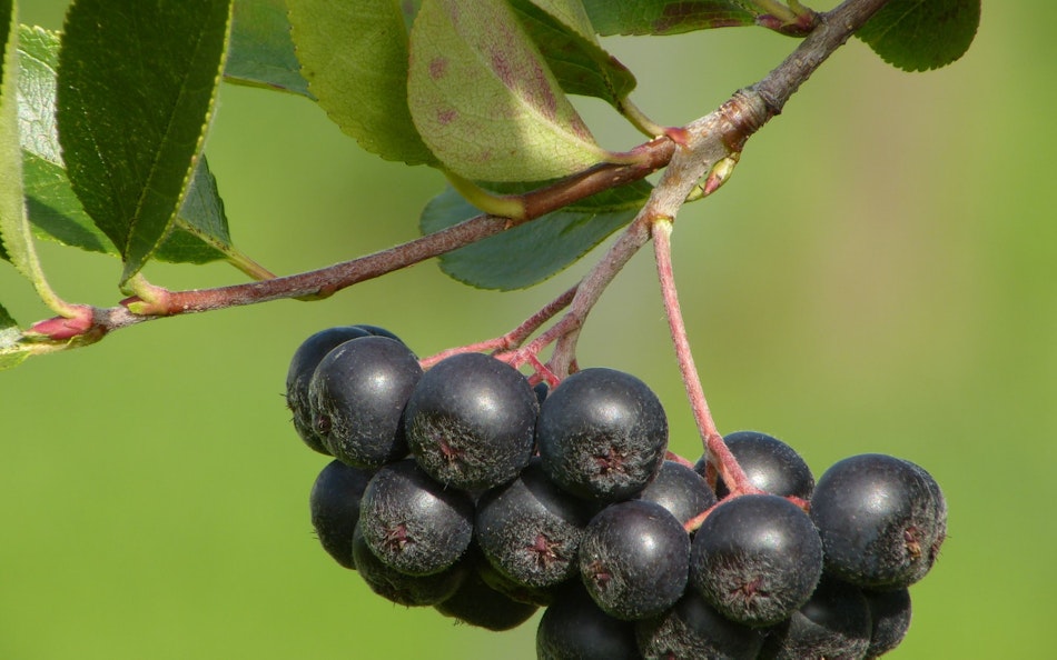Aronia Aronia-Beeren am Zweig