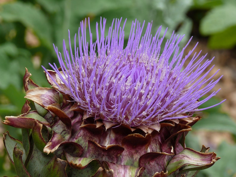 Artischocken-Blüte