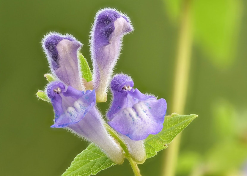 Baikal-Helmkraut-Blüte