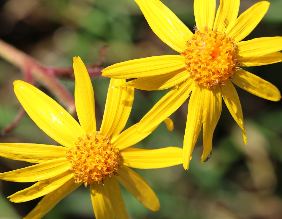 Arnika (Arnica montana) – gelbe Blüten der Heilpflanze Zwei gelbe Arnikablüten (Arnica montana) im Sonnenlicht