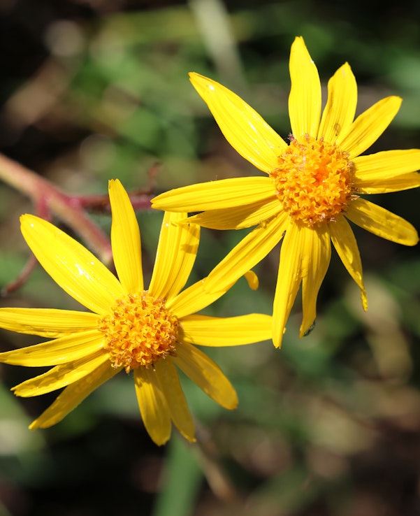Zwei gelbe Arnikablüten (Arnica montana) im Sonnenlicht