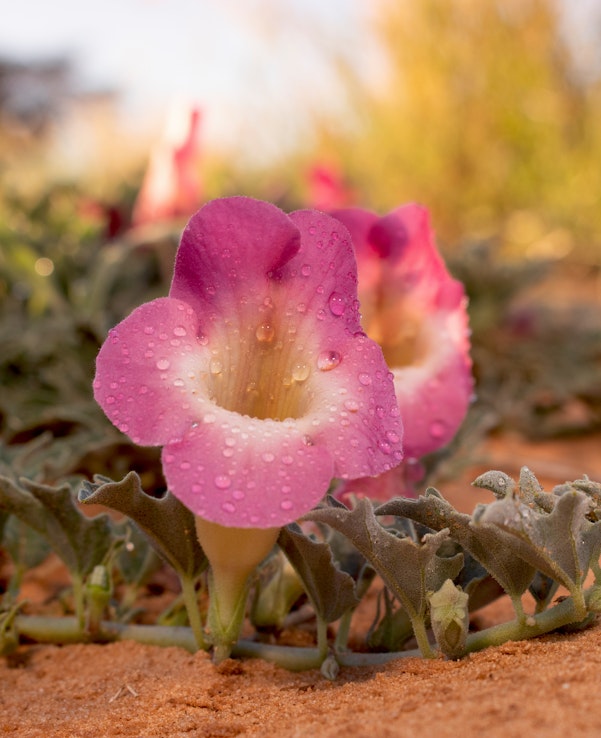 Rosa Blüte der Teufelskralle (Harpagophytum procumbens) in sandiger Landschaft