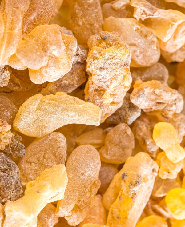 Harzstücke des Indischen Weihrauchs (Boswellia serrata) in Nahaufnahme