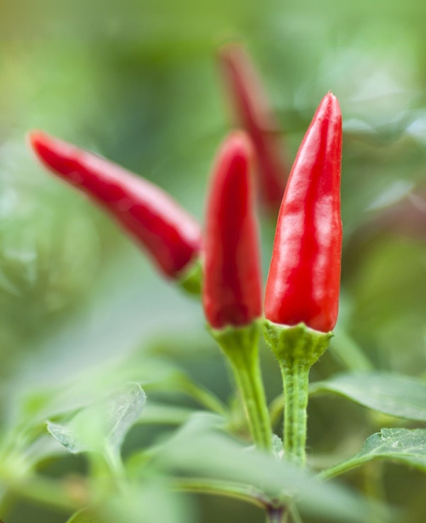 Rote Chilischoten (Capsicum frutescens) an der Pflanze