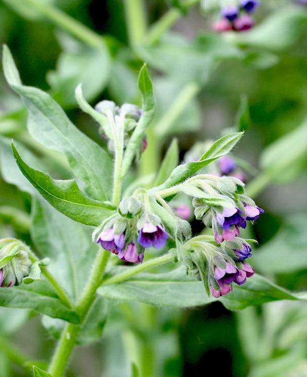 Violett-rosa Blüten des Beinwells (Symphytum officinale)