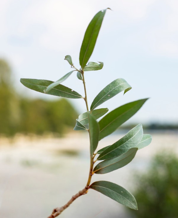 Zweig einer Weide (Salix species) mit länglichen Blättern
