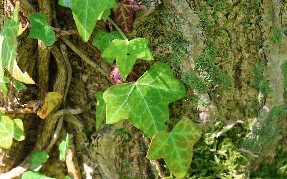 Efeu (Hedera helix L.) Efeublätter an einem Baum