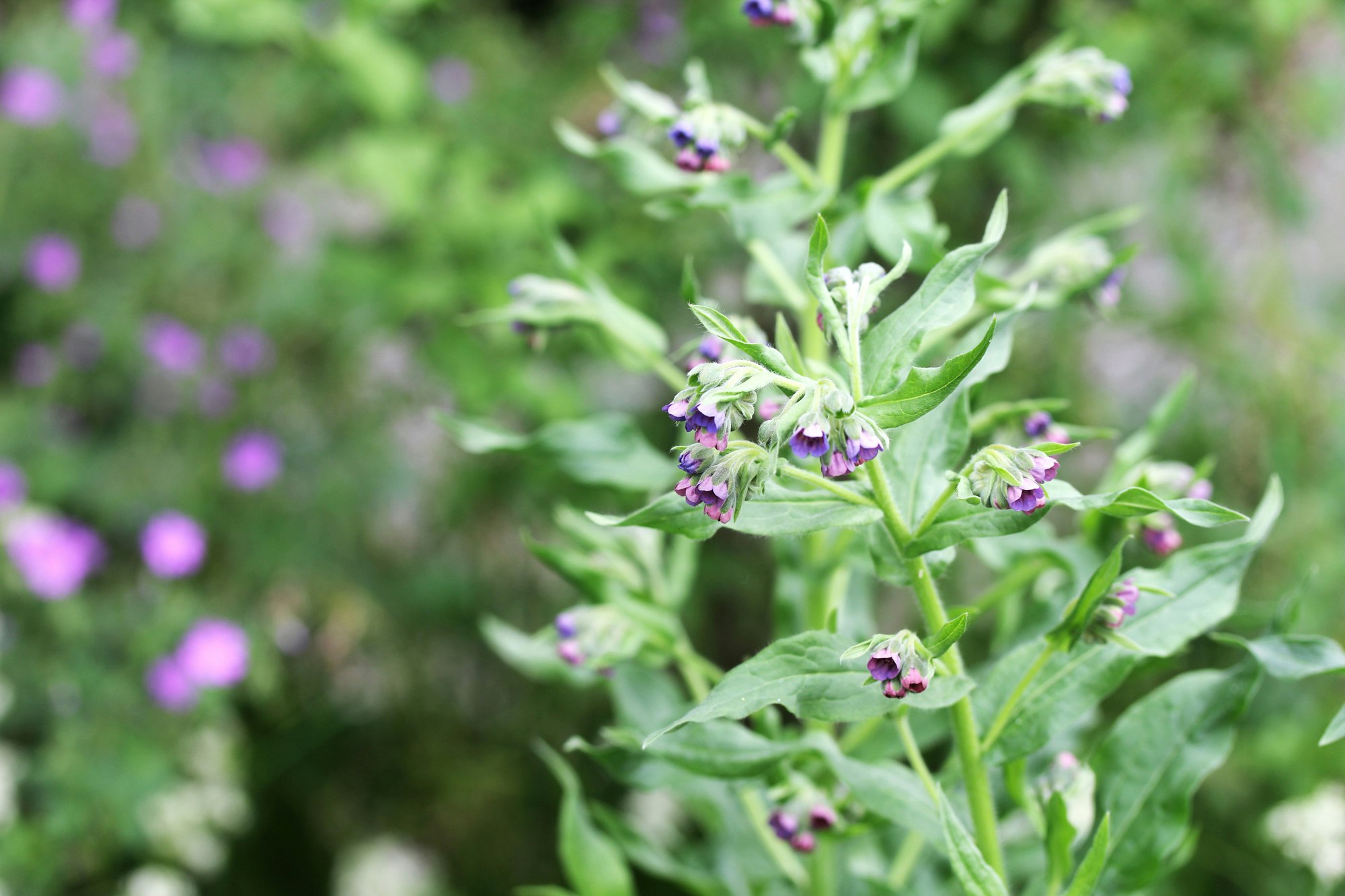 Blühende Wallwurz (Symphytum officinale) mit violett-rosa Blüten