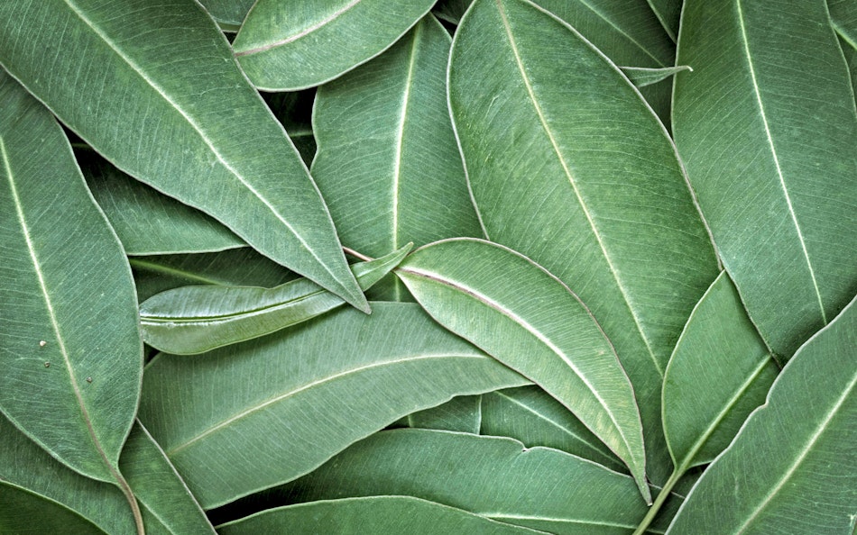 Eukalyptus Eukalyptus-Blätter