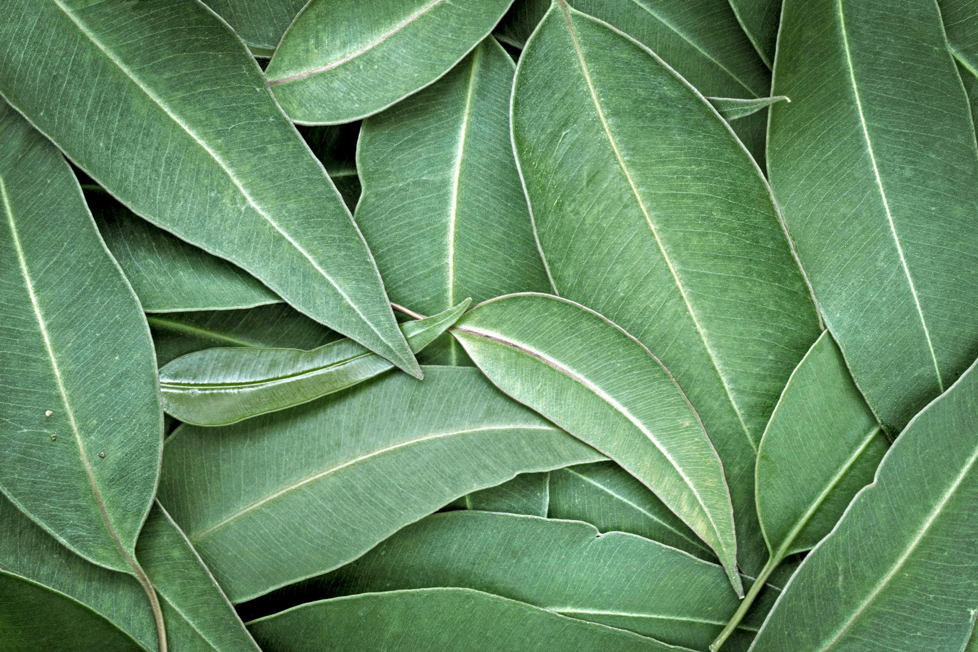 Eukalyptus Eukalyptus-Blätter