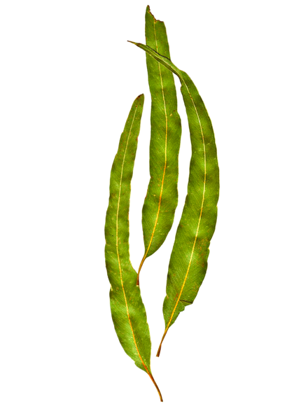 Blätter vom Zitroneneukalyptus