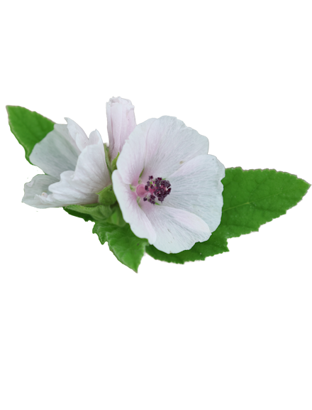 Eibischblüte
