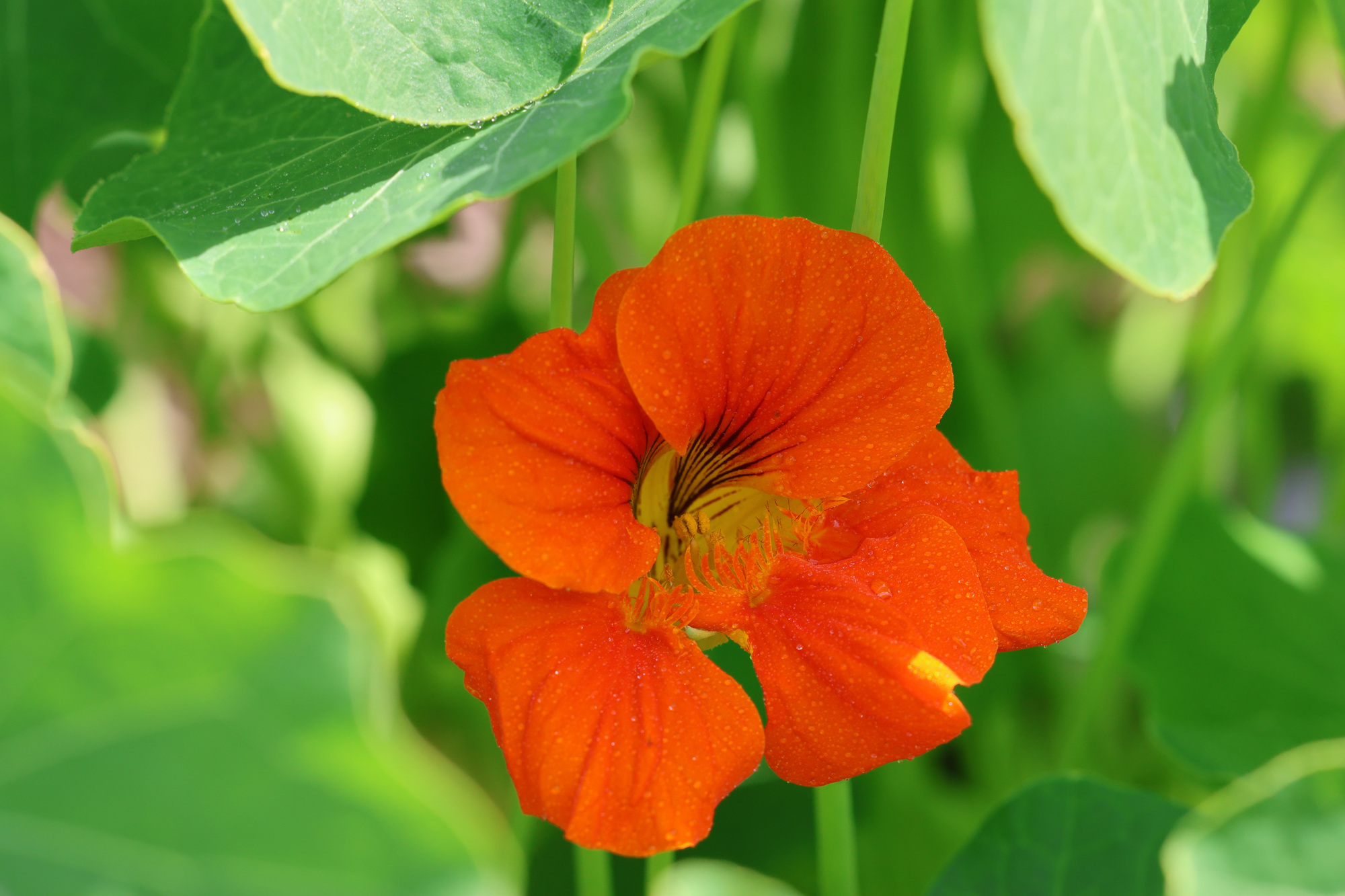Leuchtend orangefarbene Blüte der Kapuzinerkresse (Tropaeolum majus) vor rundlichen grünen Blättern.