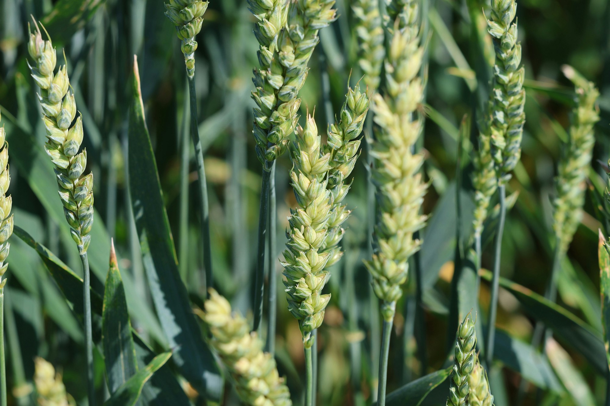 Weizenähren auf dem Feld, Rohstoff für Vitamin-E-haltige Produkte