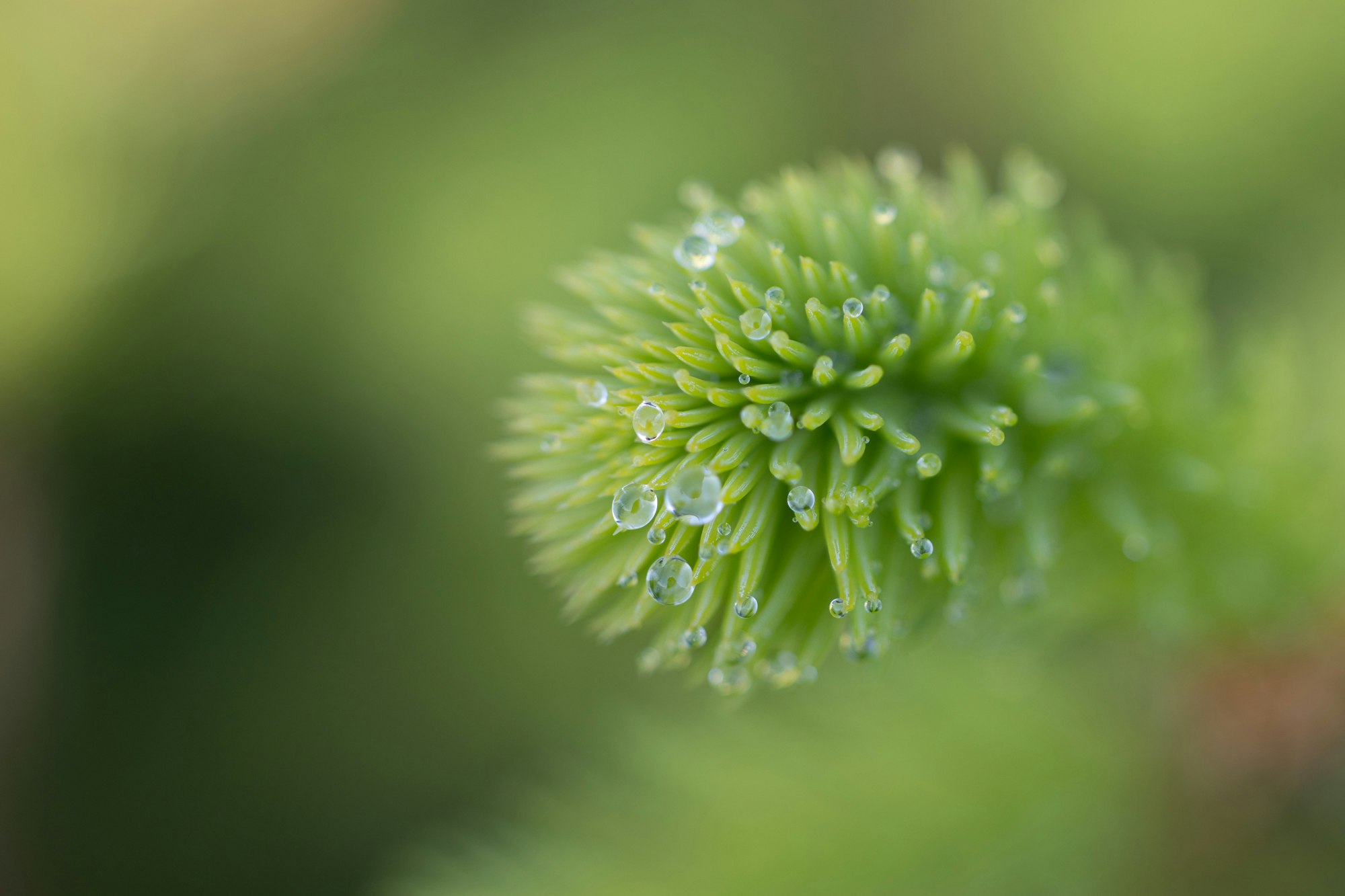 Frische Fichtenspitze (Picea abies) mit Tautropfen in Nahaufnahme.