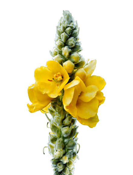 Königskerzenblüte